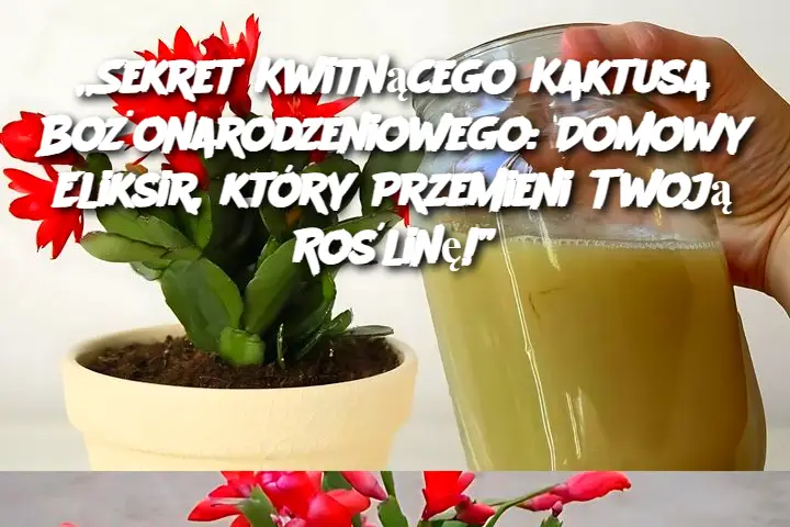 Sekret Kwitnącego Kaktusa Bożonarodzeniowego: Domowy Eliksir