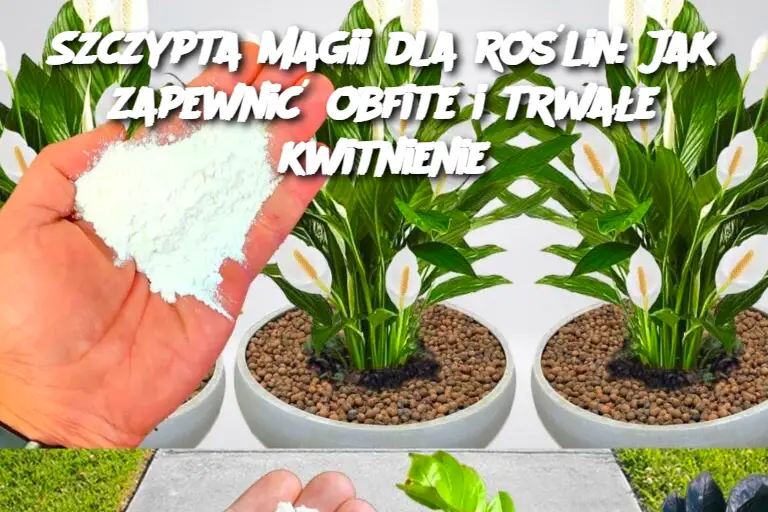 🌺 Szczypta Magii dla Roślin 🌿