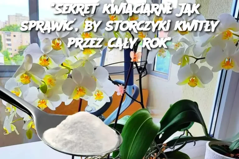 “Sekret kwiaciarni: Jak sprawić, by storczyki kwitły przez cały rok”